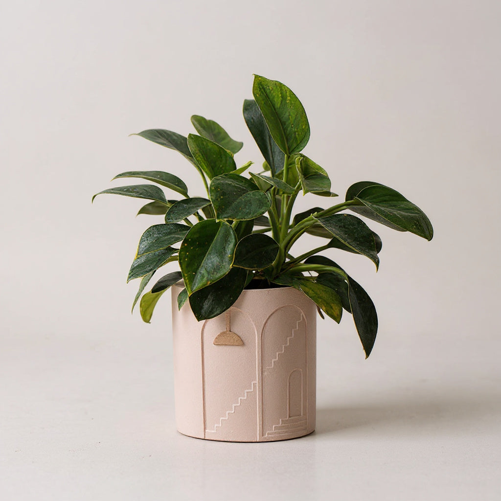 Architectural Concrete Planter