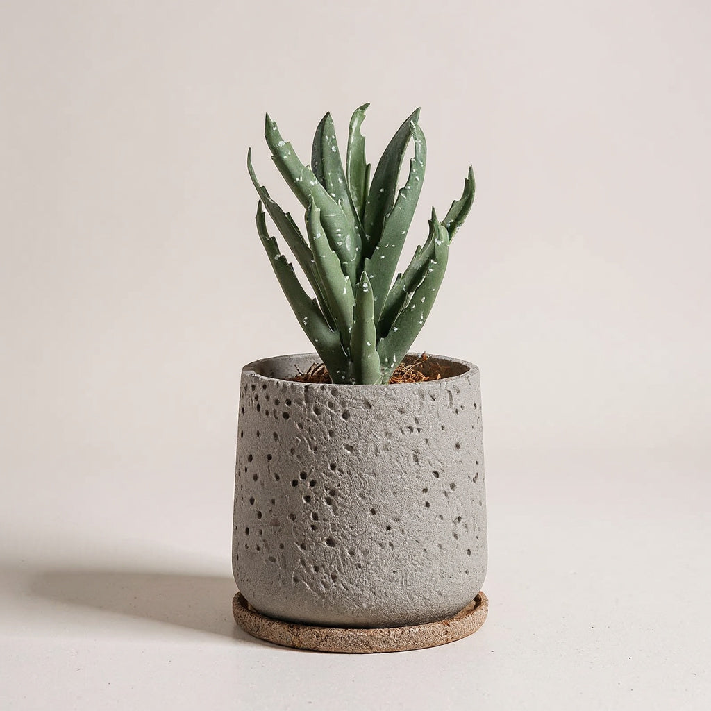 Concrete Plant Pot with Tray